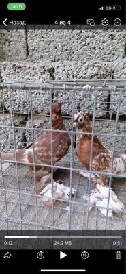 Каптар сотилади