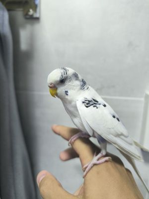 Ручные волнистые