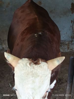 Grenford buqa sotiladi