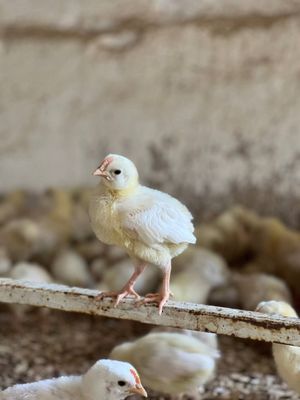 Петушок жужалар сотилади
