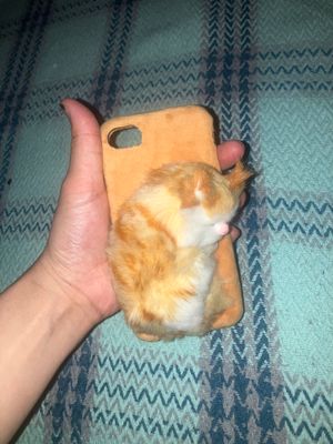 iPhone se 2022 iphone 8ga gilof