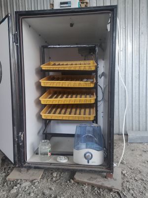 Inkubatr 500 talik