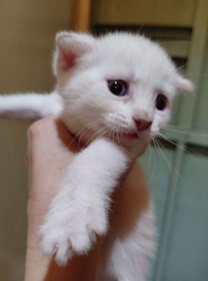 Продается котенок