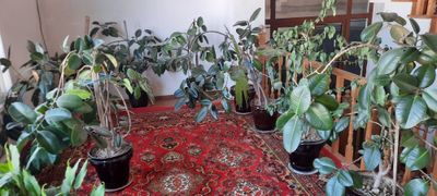 Gullar sotladi 10 ta bor