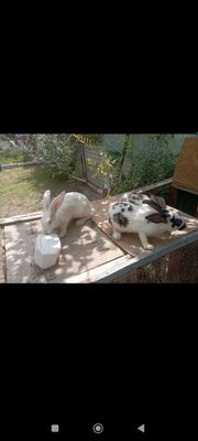 Куёнлар сотилади