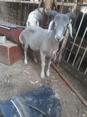 Tagal Barralar Arabi soglom