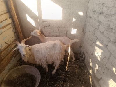 Zotli echki srochni faqat