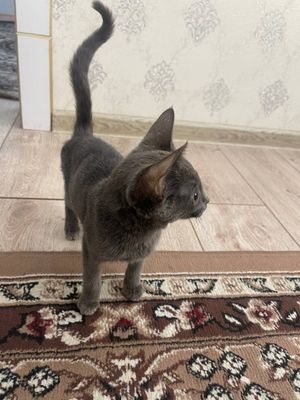 русская голубая