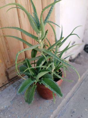продаетса алоэ столетник