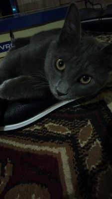 zotdor erkak mushuk