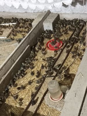 Begona juja 1 boshlab tuxumga kirgunicha tayyorlab beriladi