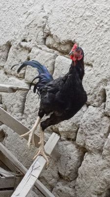 Dakan xoʻrozlar sotiladi