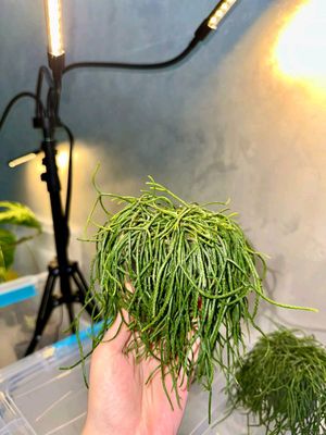 Rhipsalis