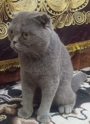 Scottish fold Egzotik Sotiladi