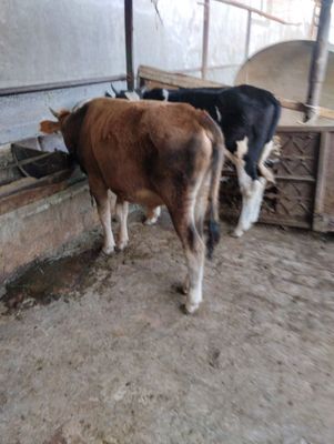 Srochna 2 ta buqa sotiladi