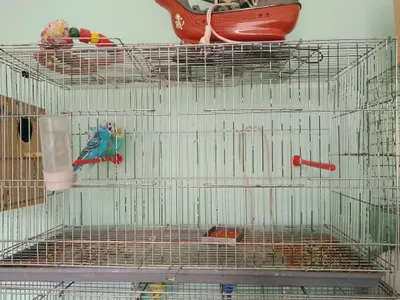 Папугаи Японская бабочка с клеткой