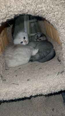 британский котяты от дам добрым рукам