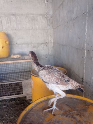 Turk shamol 4 oylik joja manzil Fargʻona Chimyon Langar MFY
