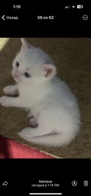 Продаю белых котят ангорка