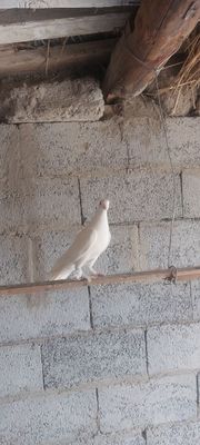 Kabutar sotiladi