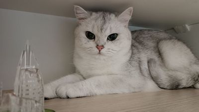 Британ синшила мушуг