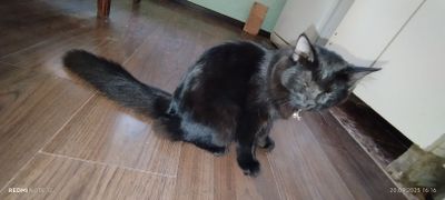 продам Йоркская шоколадная кошку