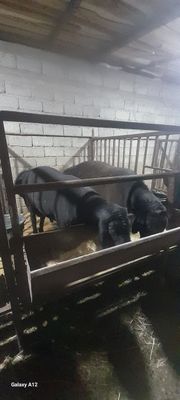 Qurbonlik va exsonlar uchun qo'ylar bor yemda turgan