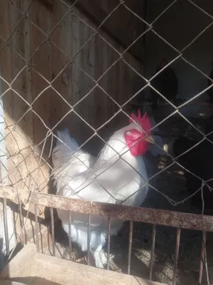 brama xõroz mayda ochib chiqgan