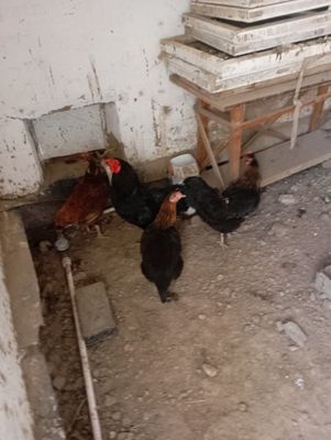 Тауыклар сатылади келысымли бахада