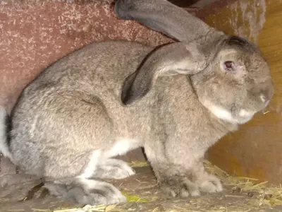 Продам молодых крольчат породы Фландр все прививки зделаны кролики здо