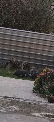 Ĝozla, Sesarkala sotiladi !!!