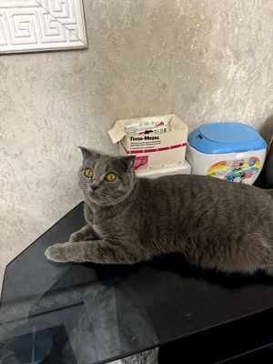 Mushuk sotiladi british shorthair