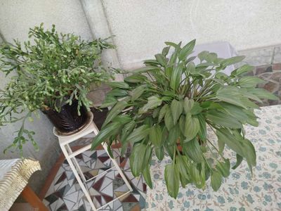 продам комнатные цветы