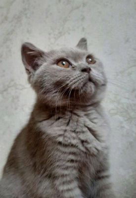 Продается кошка