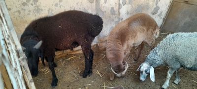 Кузи кучкорлар сотилади галишамиз
