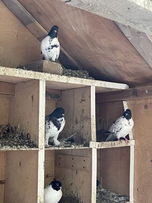 Срочно продаются 18 голубей и домик