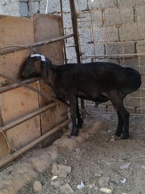 Кузи куйла сотилади , сони 3 та