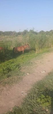 Ona,bola biya kelishtirib bervoraman.