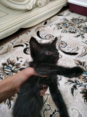 котята три можно брать отдельно