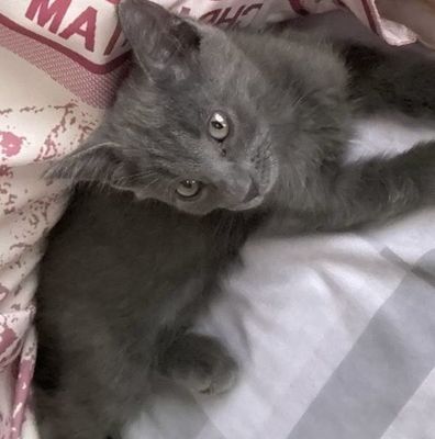 Кошка русская голубая