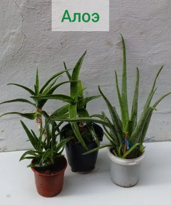 Алоэ. Цветы для дома.