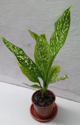 Диффенбахия Вайт Этна (White Etna). Экзотические цветы для дома и офис