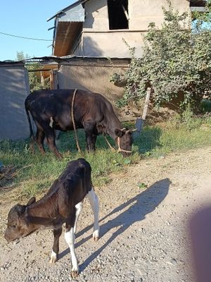 Ona bola sigir ,boladi ğonajin