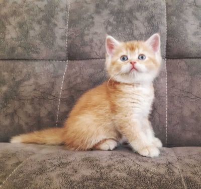 Продается шотландский котенок