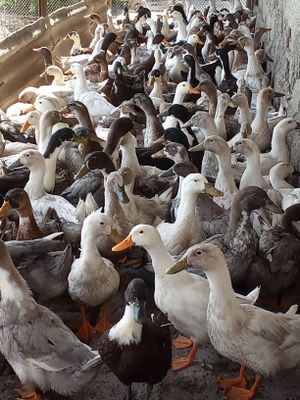 Pekin va Favorit turli oʻrdak sotiladi
