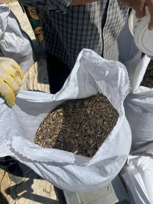 17 000 tonna sifatli semechka ulgurji narxda
