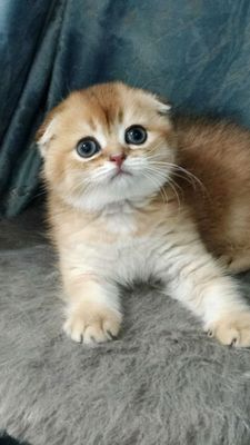 Элитный чистокровный котёнок скоттиш-фолд