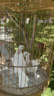 Кабутарлар голуби