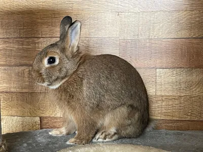 Шотландский дикий кролик