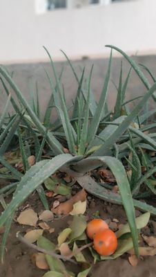 Aloe vera ,aloy lichebniy